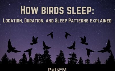 How Birds Sleep: Location, Duration, and Sleep Patterns Explained